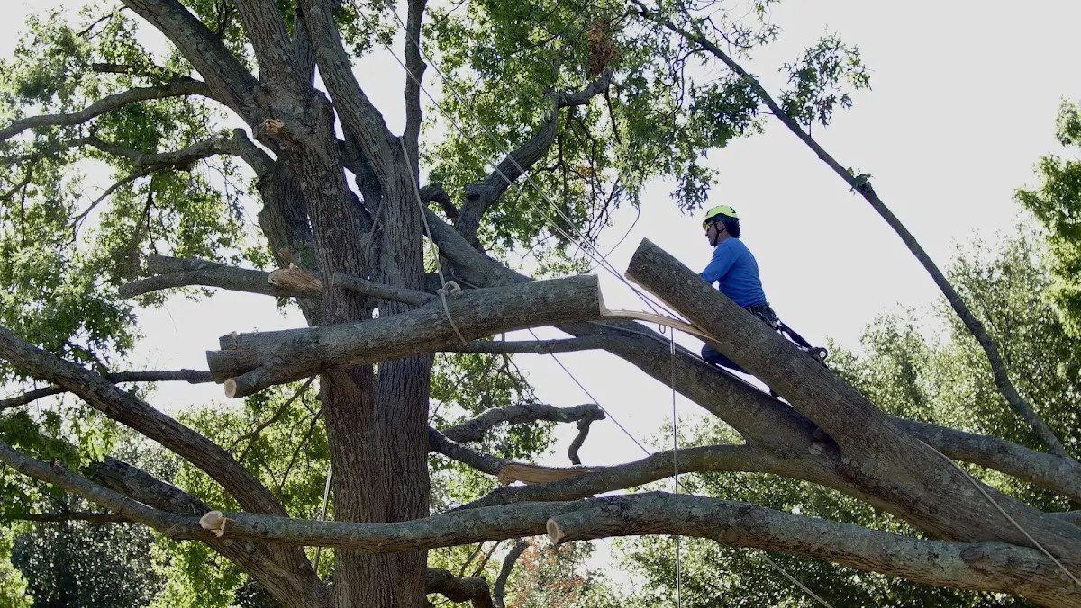 Professional Hazardous Tree Removal performed by certified arborists in Maidens