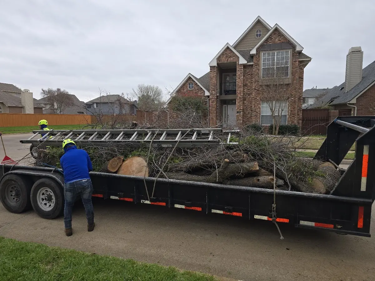 Expert Tree Pest Control with proper safety equipment in Maidens